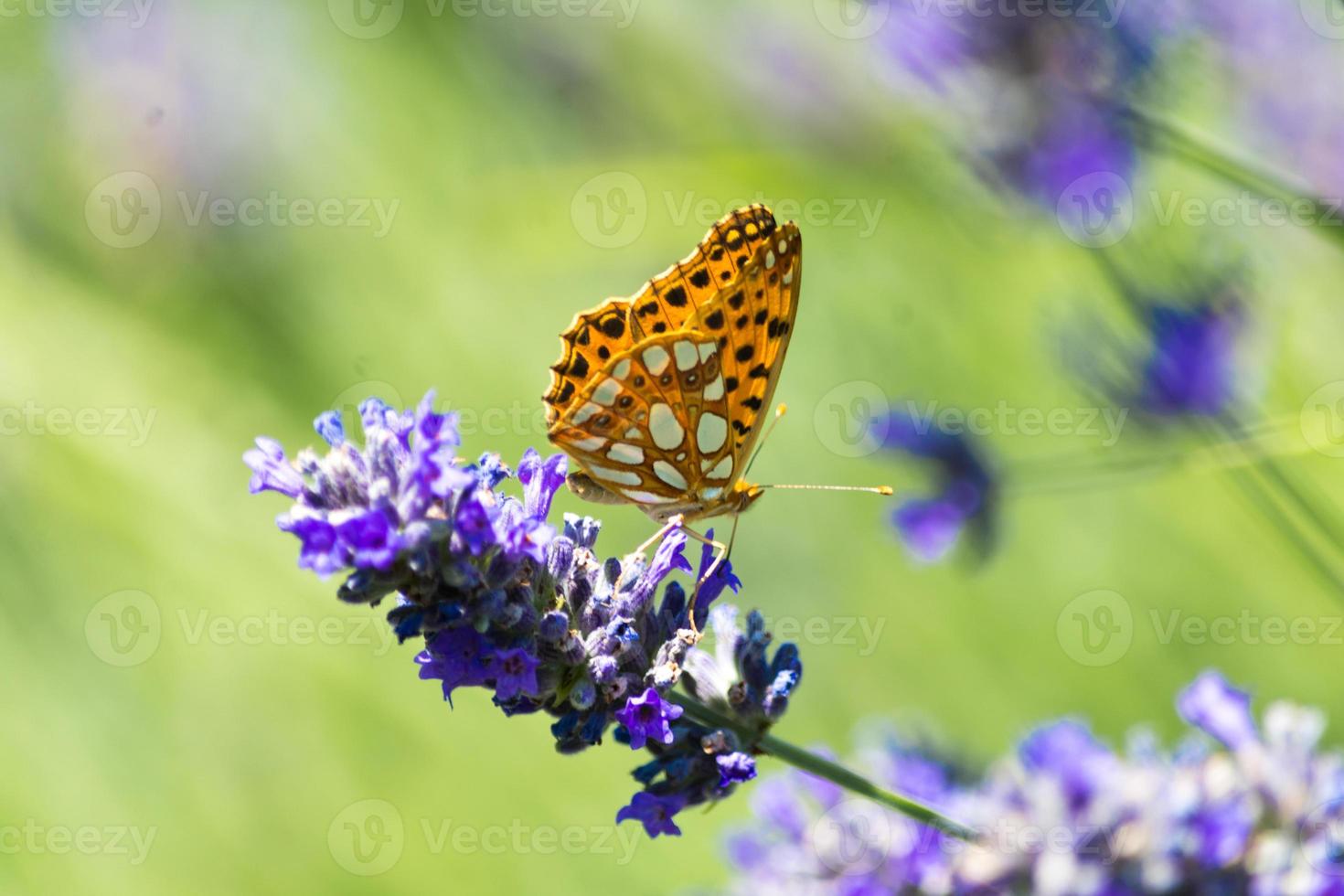 Lavender field in Italy photo