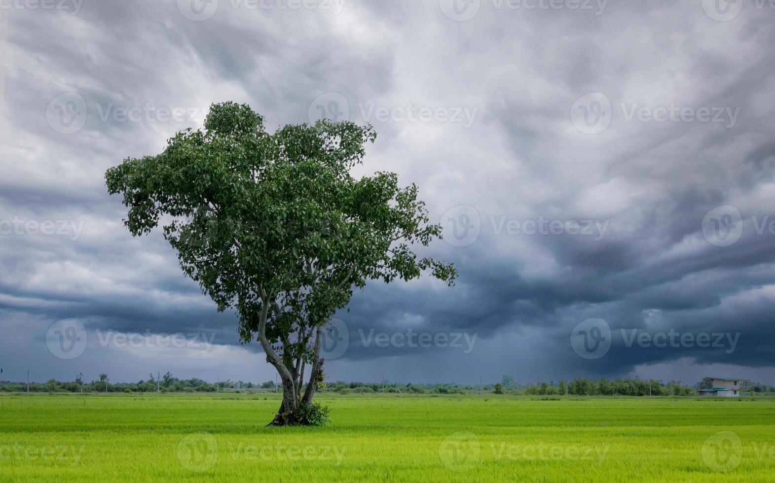 Tree in green rice field with overcast sky. Agricultural field in rainy season with stormy sky. Beauty in nature. Carbon credit and carbon neutral concept. Clean environment. Organic rice farm. photo