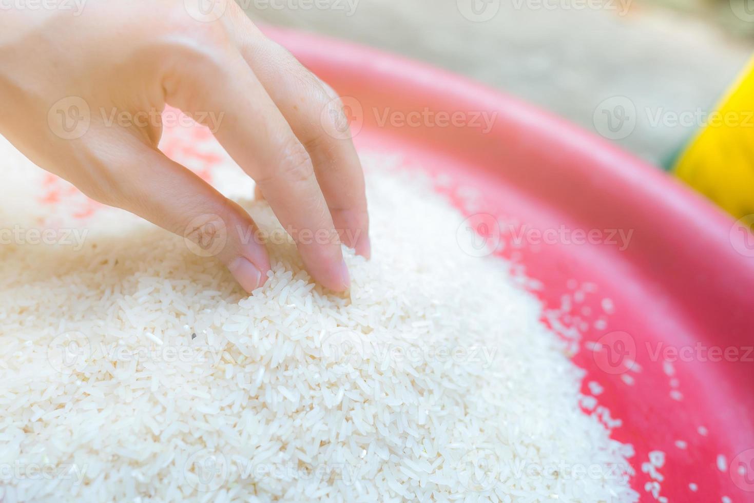 Woman hand holding rice in plastic tray. Uncooked milled white rice. Rice price in world market. World yield for rice concept. Zakat and charity. Global food crisis concept. Organic cereal grain. photo