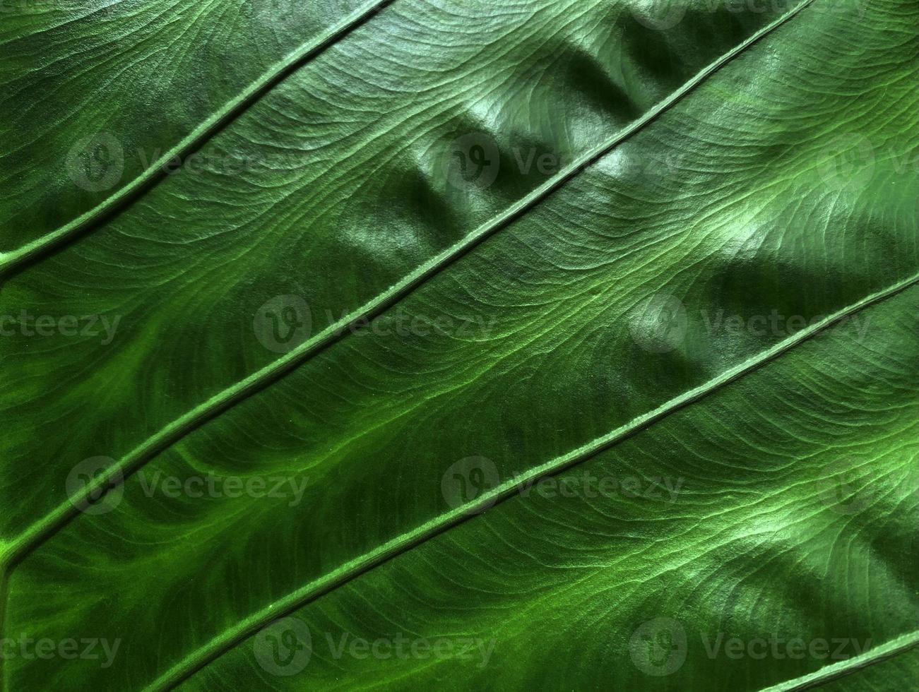 Green leaves background, Leaf texture photo