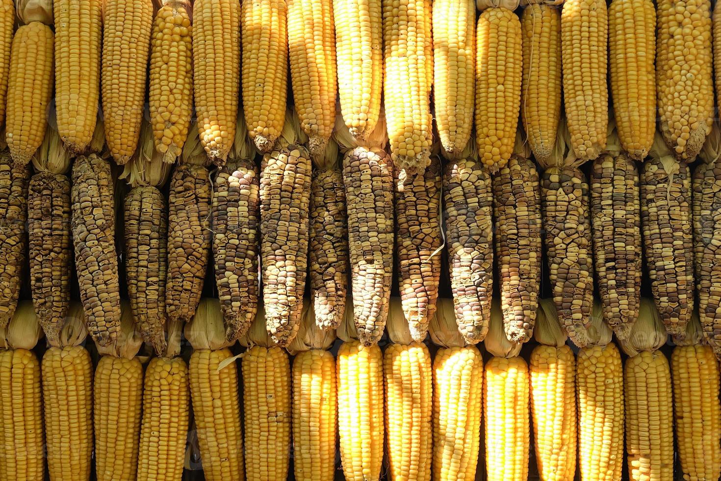 Corn background, Pods of dried corn texture, Corn pods under sunlight photo