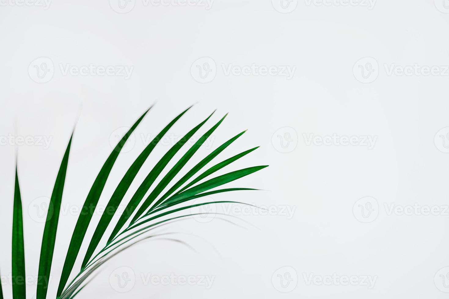 Minimal natural background with green houseplant photo