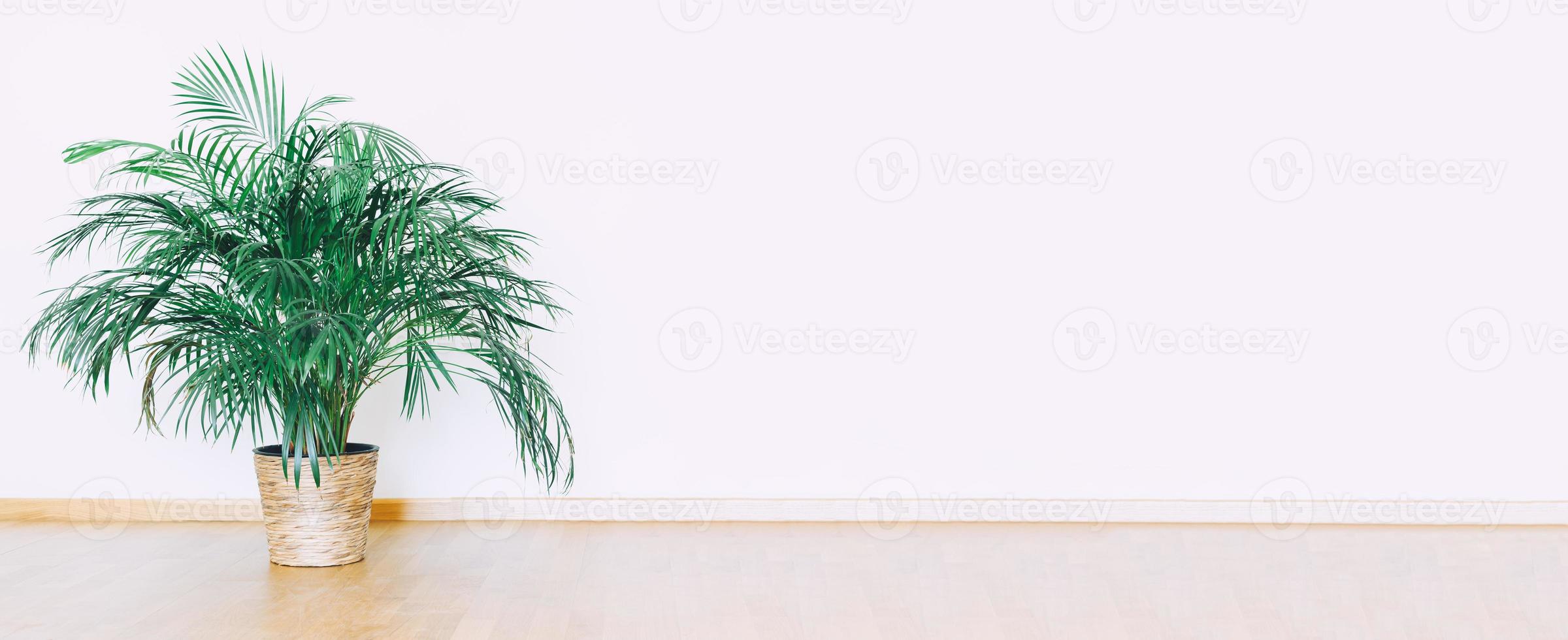 Indoors wall mockup with green potted houseplant photo