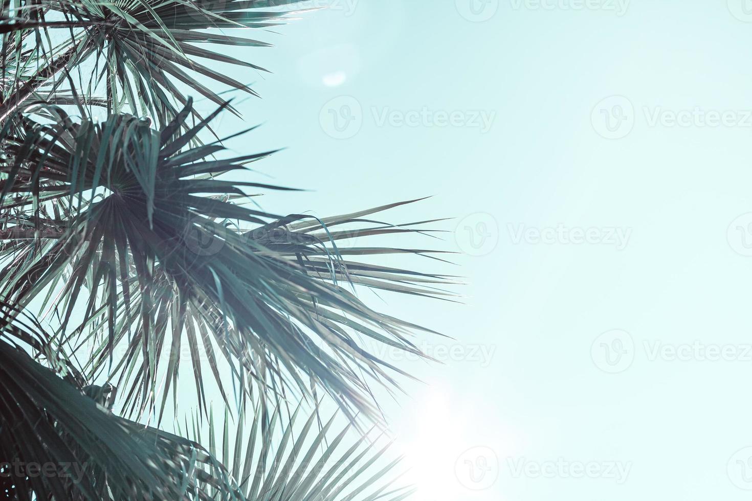 Branches of palm tree toned in neo mint color photo