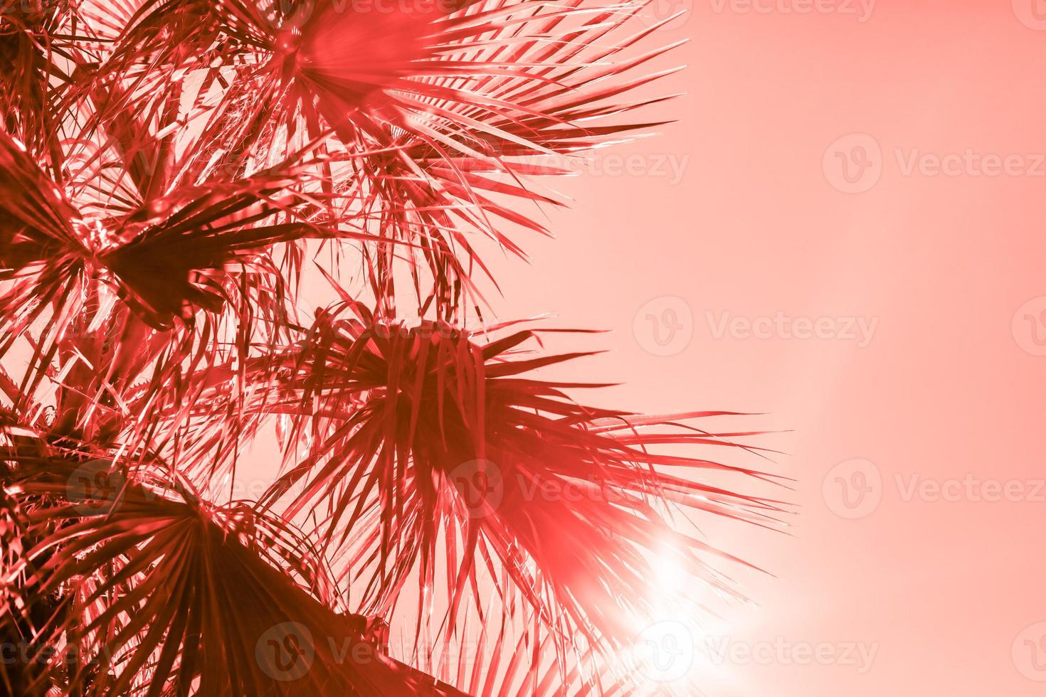 Branches of palm tree toned in living coral photo