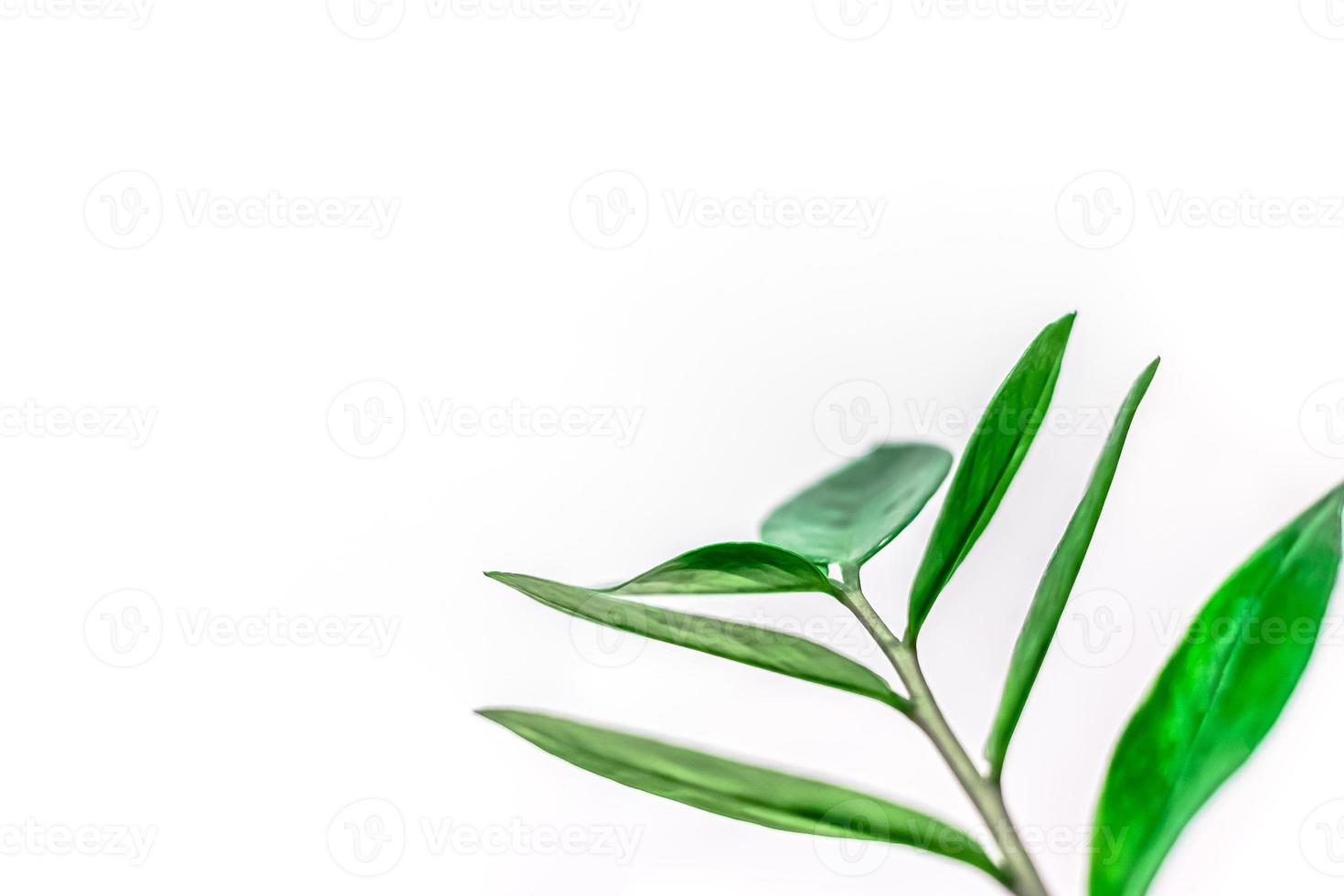 Green plants leaves on white background photo
