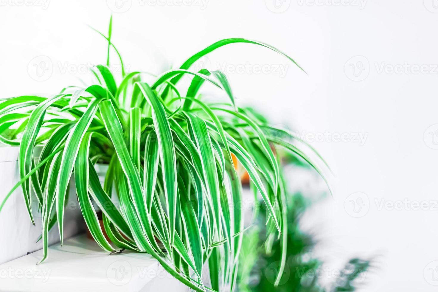 decoración del hogar de plantas verdes sobre fondo blanco foto