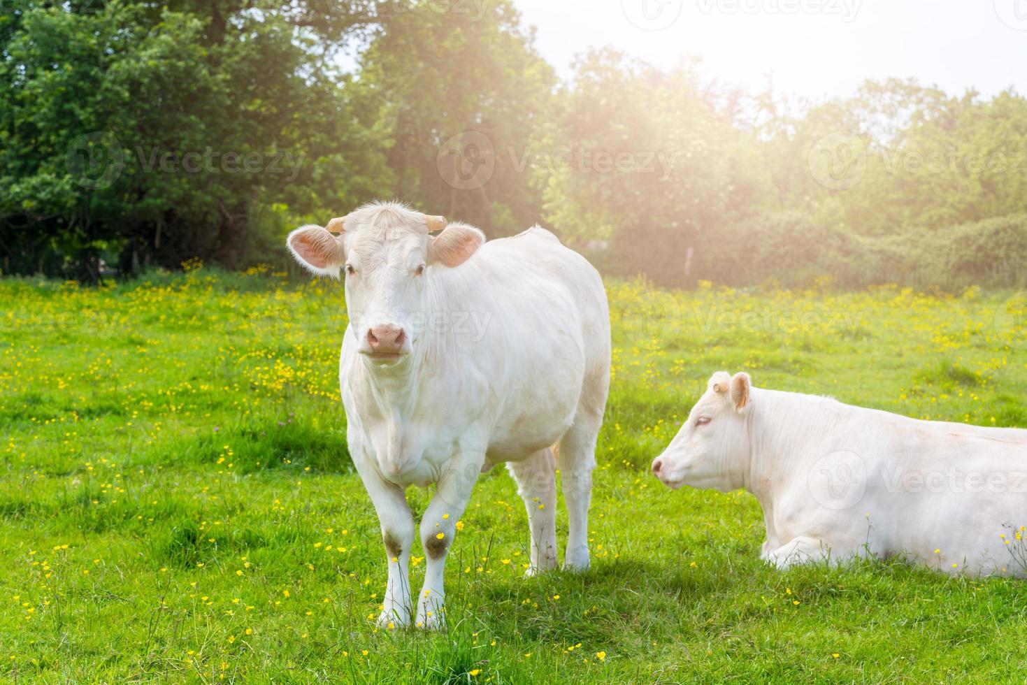 rebaño de vacas blancas en el prado verde foto