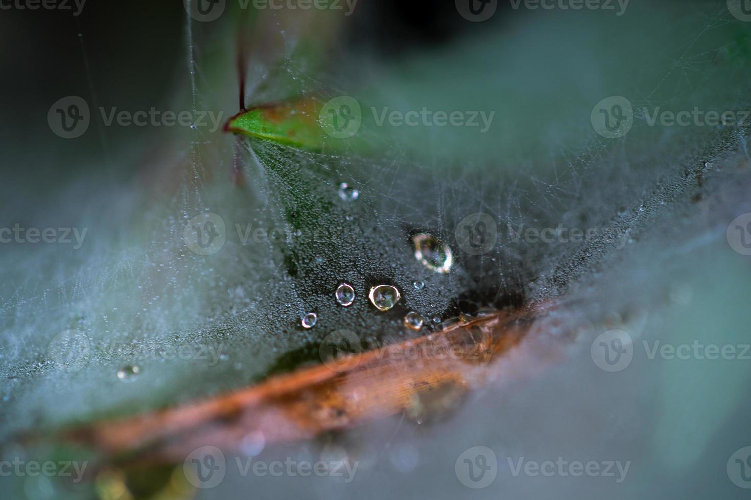 Dew on spider web photo