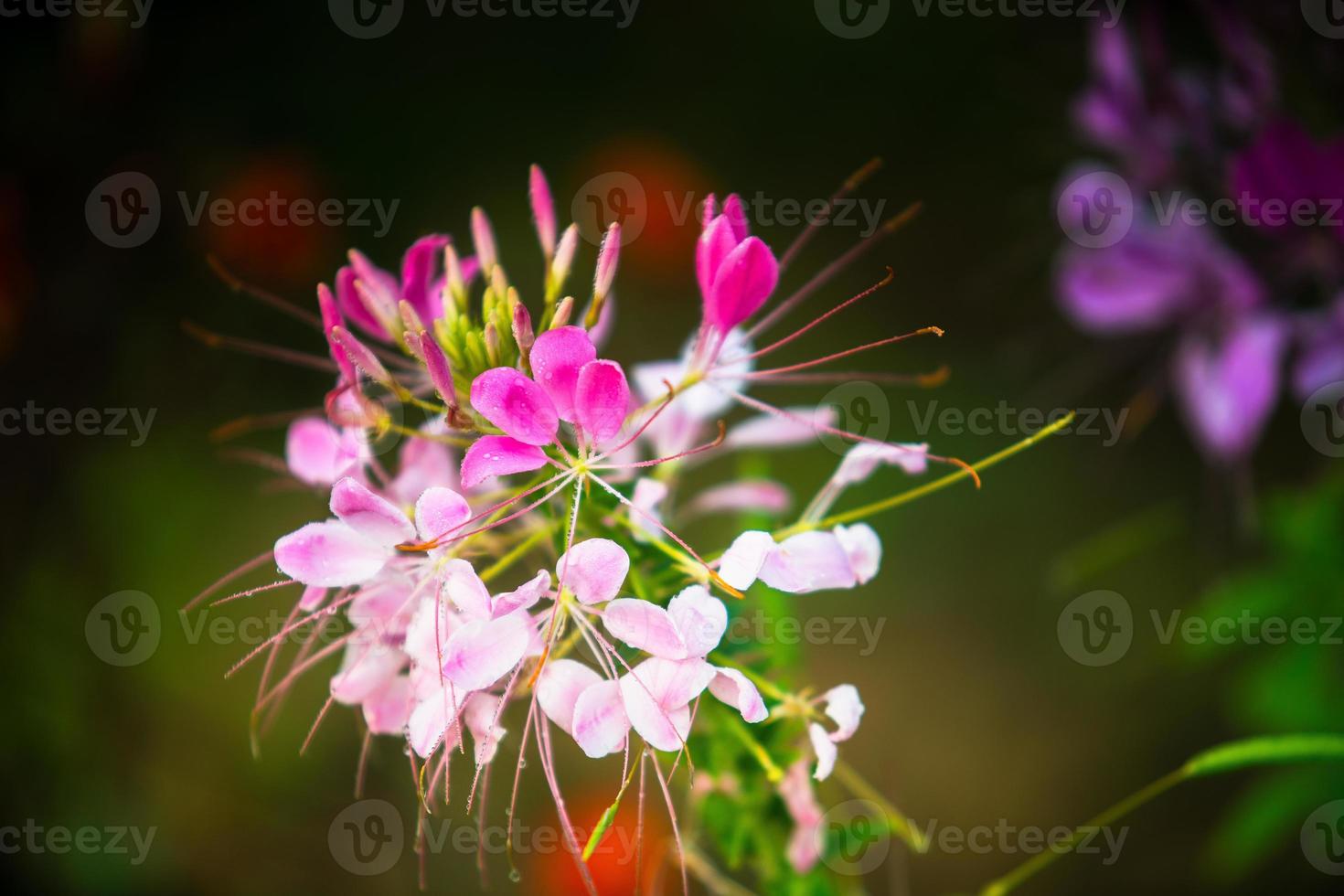 flor de cleome hassleriana foto