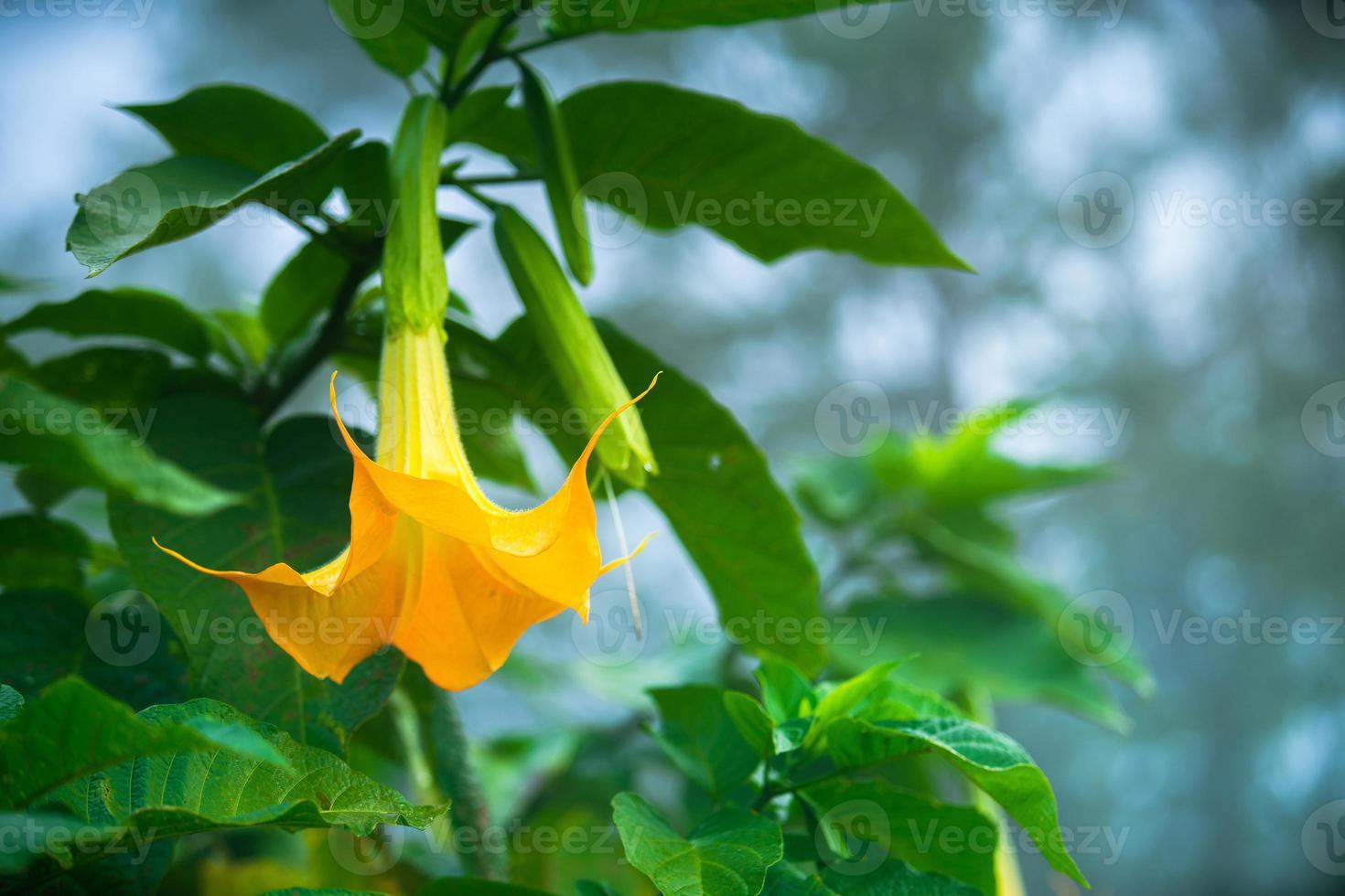brugmansia, un género de siete especies de plantas con flores en la familia de las solanáceas foto