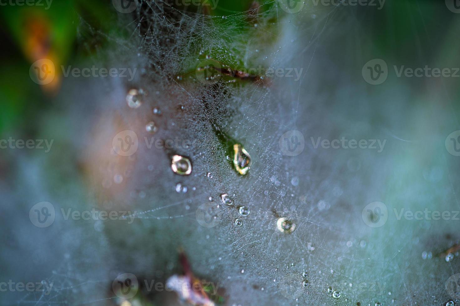 Dew on spider web photo