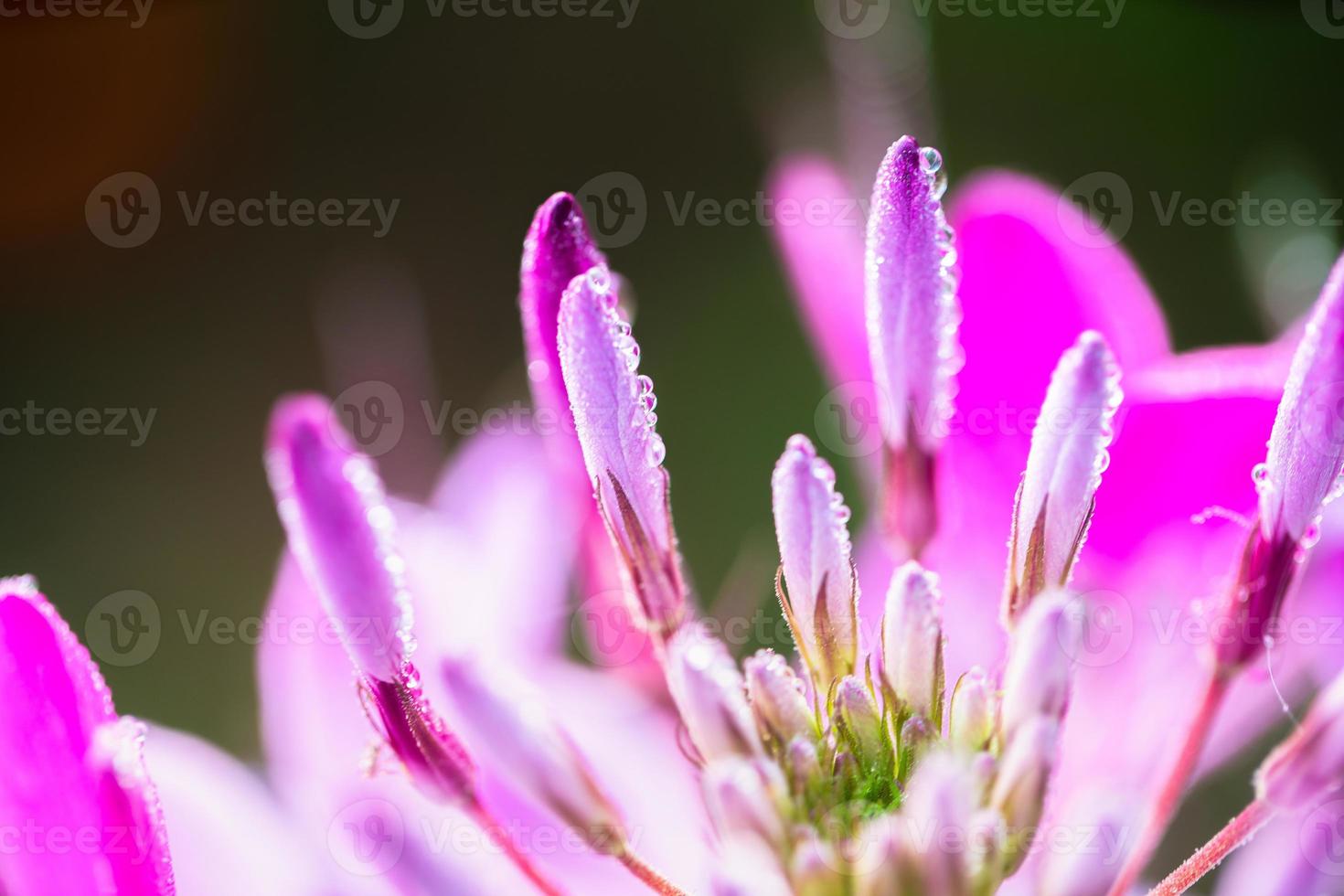 flor de cleome hassleriana foto