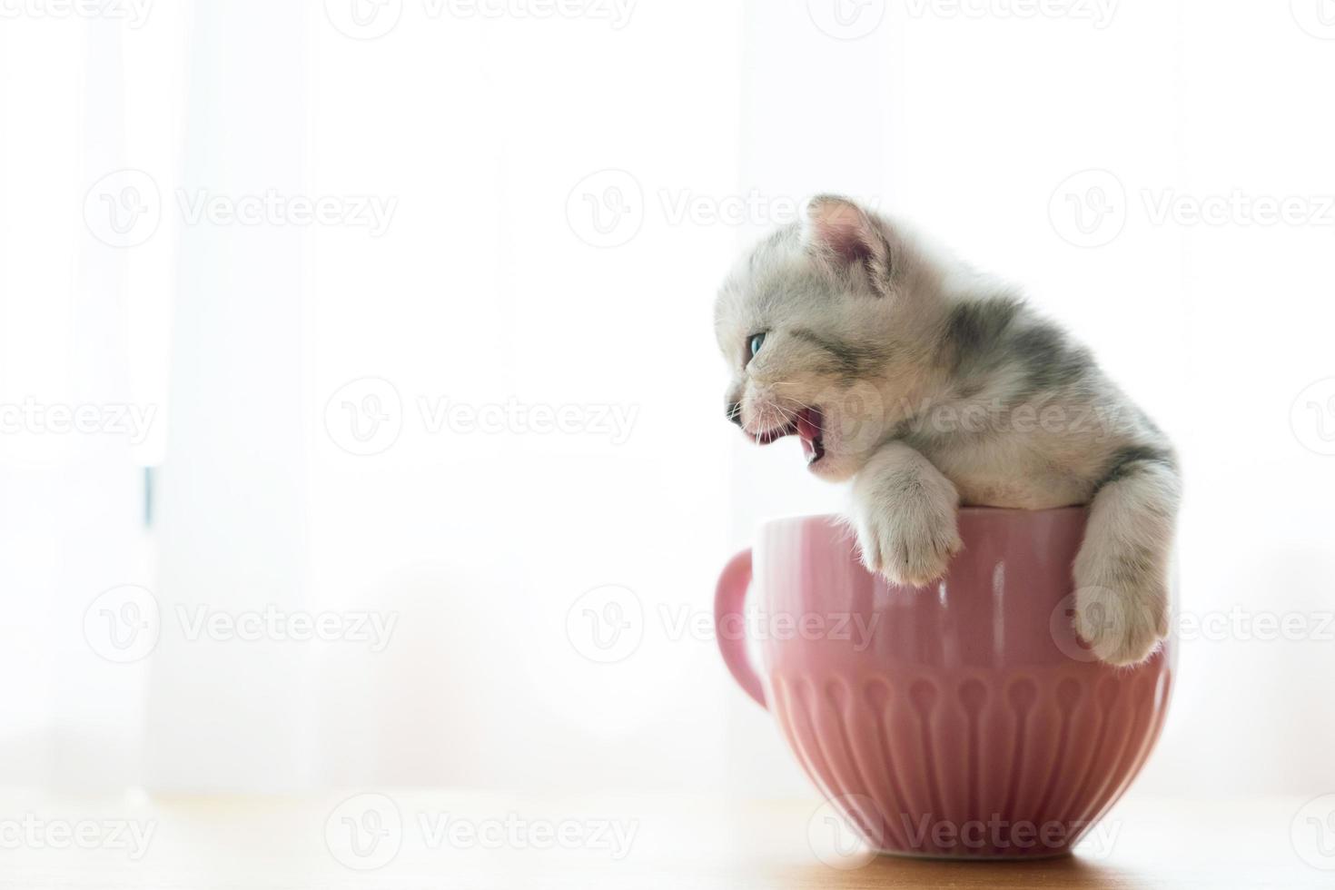 Portrait cute kitten sitting in a glass photo