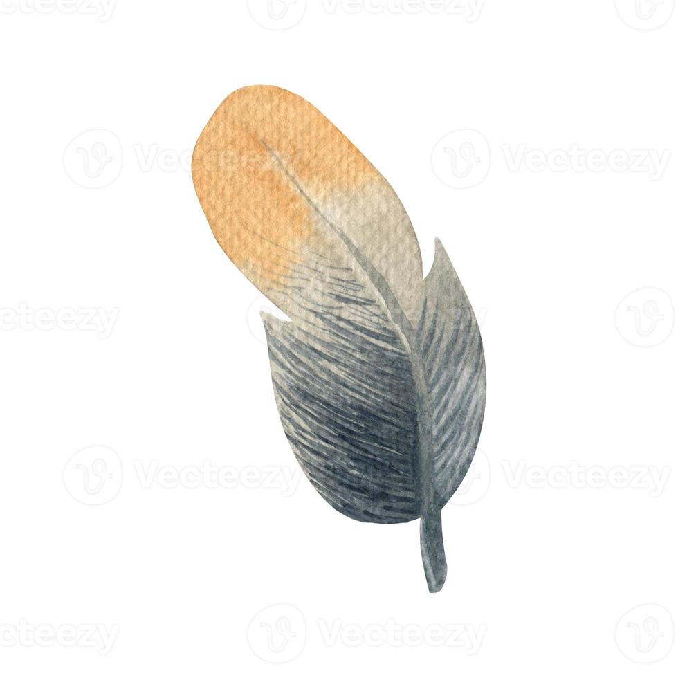 Watercolor feather.  A single watercolor element on a white background. For invitations, gift cards, wedding design, sticker, pattern, fabric and printing. photo