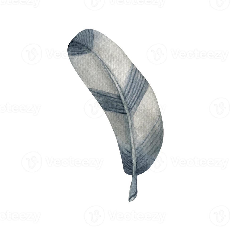 Watercolor feather.  A single watercolor element on a white background. For invitations, gift cards, wedding design, sticker, pattern, fabric and printing. photo
