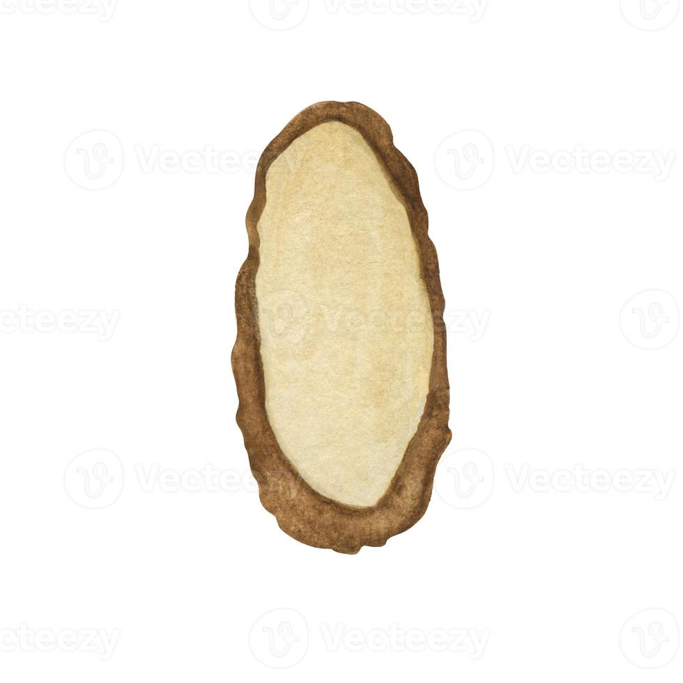 Single element watercolor drawn oval sections of tree trunks. Illustration is watercolor.  Wooden texture without rings and cracks. On a white background. photo