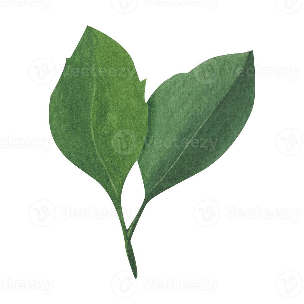 Watercolor leaves. One watercolor element on a white background, hand drawn. Flat style. For invitations, gift cards, wedding design, drawing, fabric and printing. photo