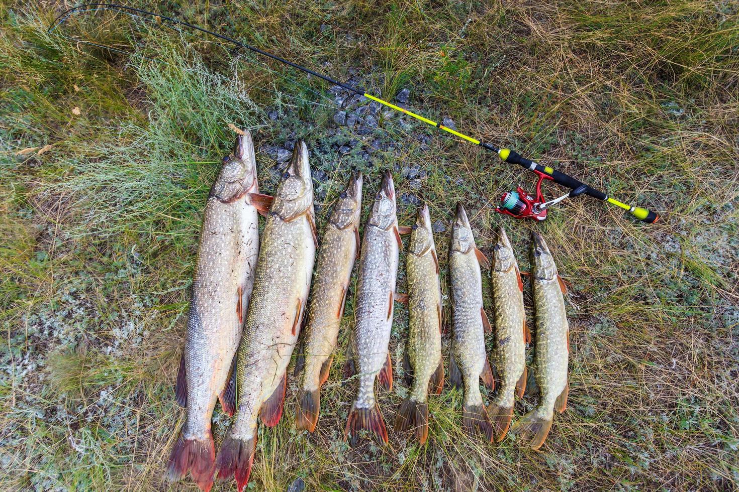 Fishing. Large pike in hands. photo