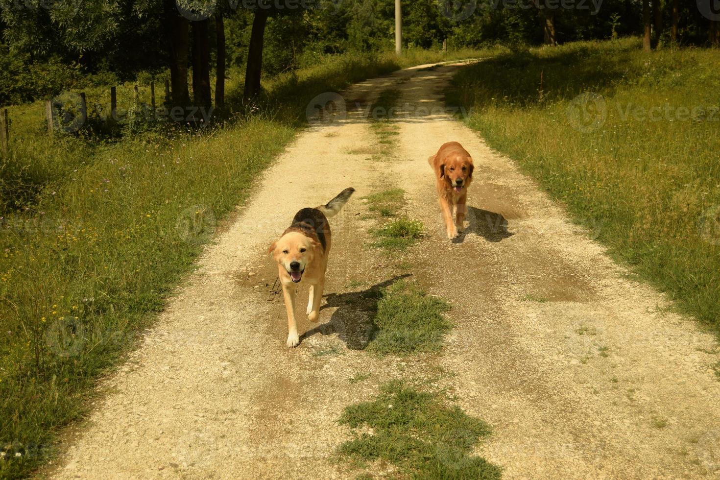 Two dogs walking side by side towards the camera, on a grassy pathway in the countryside, coming back from their walk on a sunny day photo