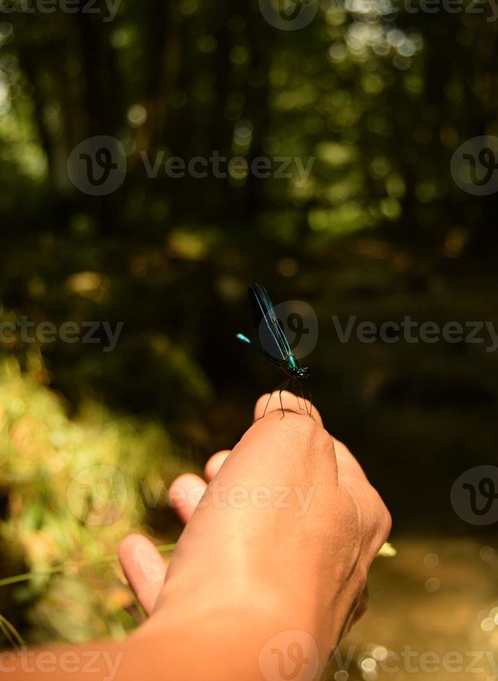 A blue dragonfly on a woman hand in front of a bokeh background of greenery and trees on a sunny day , closeup photo