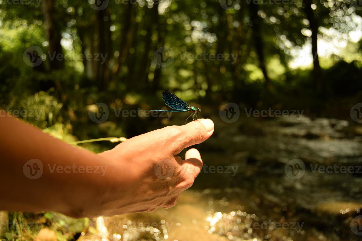 Closeup of a blue dragonfly on a woman hand in front of a bokeh background of greenery, trees and a flowing stream, on a sunny day photo