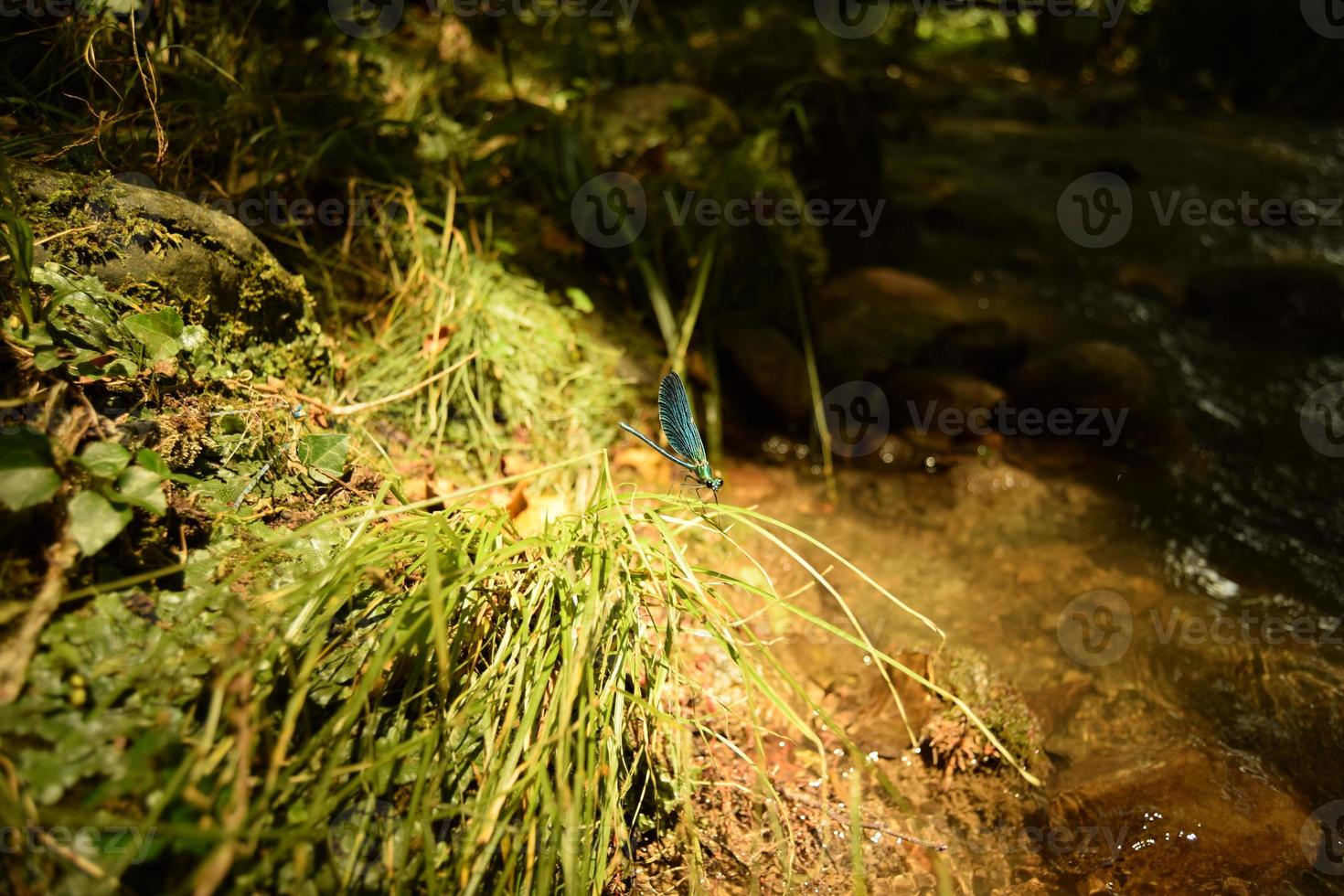 A blue dragonfly on a bunch of grass with a bokeh background of greenery and a flowing stream, on a sunny day photo