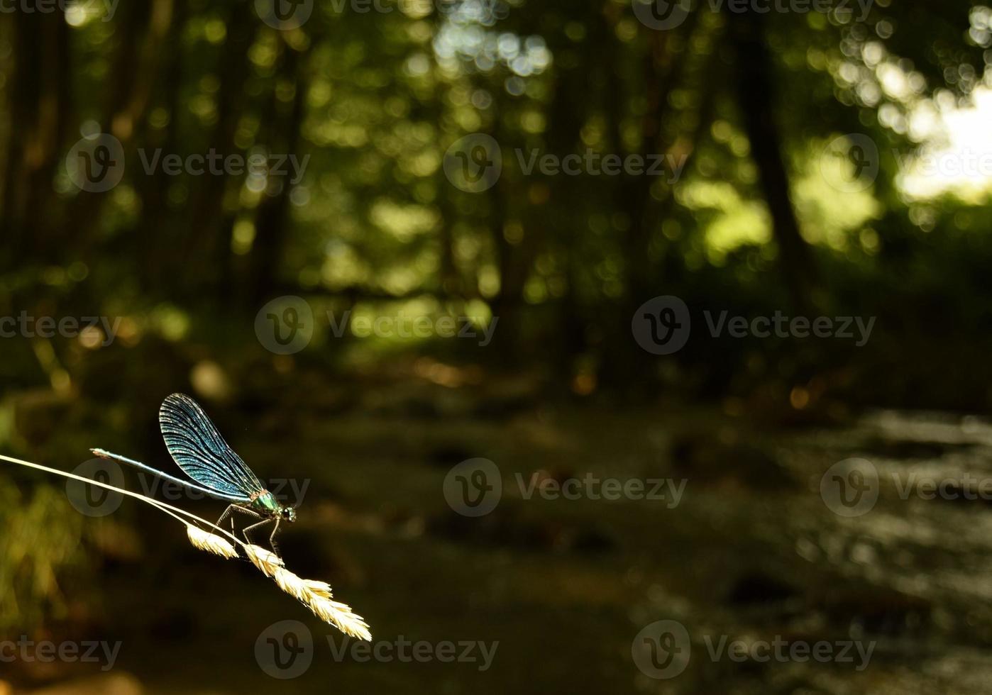 Closeup of a blue dragonfly with vivid colors, on a dry stalk of grass with seeds in front of a beautiful bokeh background of greenery, trees and a flowing stream, macro photo