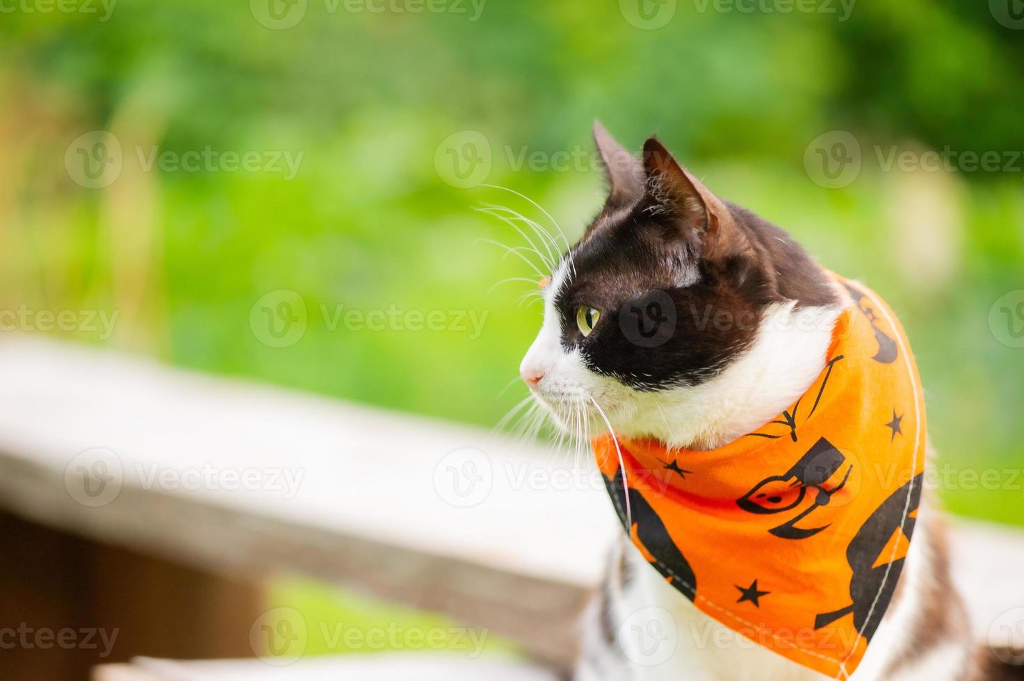 un gato blanco y negro con un pañuelo para la fiesta de halloween. un gato sobre un fondo de hierba. foto