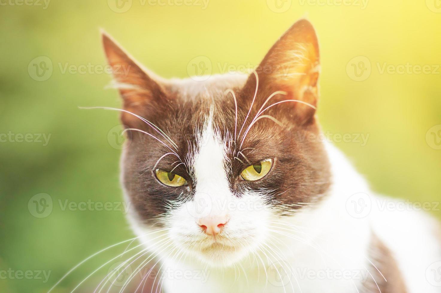 Black and white cat on the background of nature on a sunny day. Portrait of a cat. photo