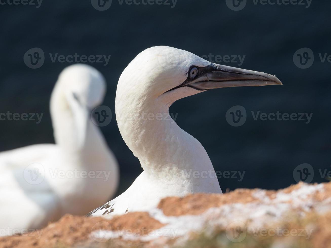 Birds on the island of Helgoland photo