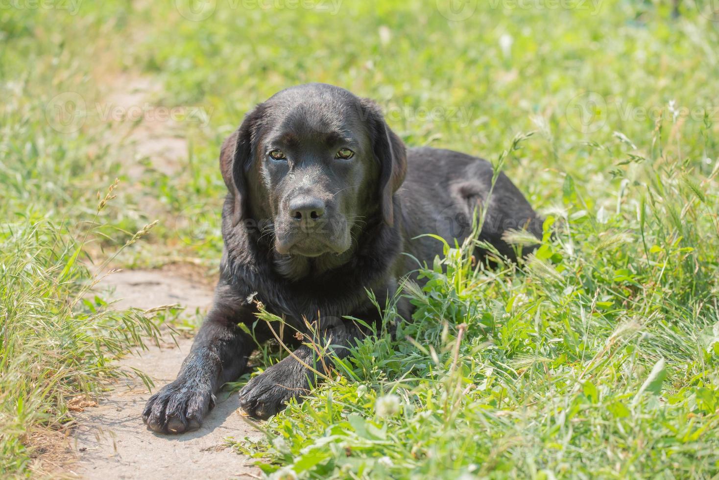A young Labrador retriever dog lies on the grass on a sunny day. Narrow focus zone on the eyes. photo