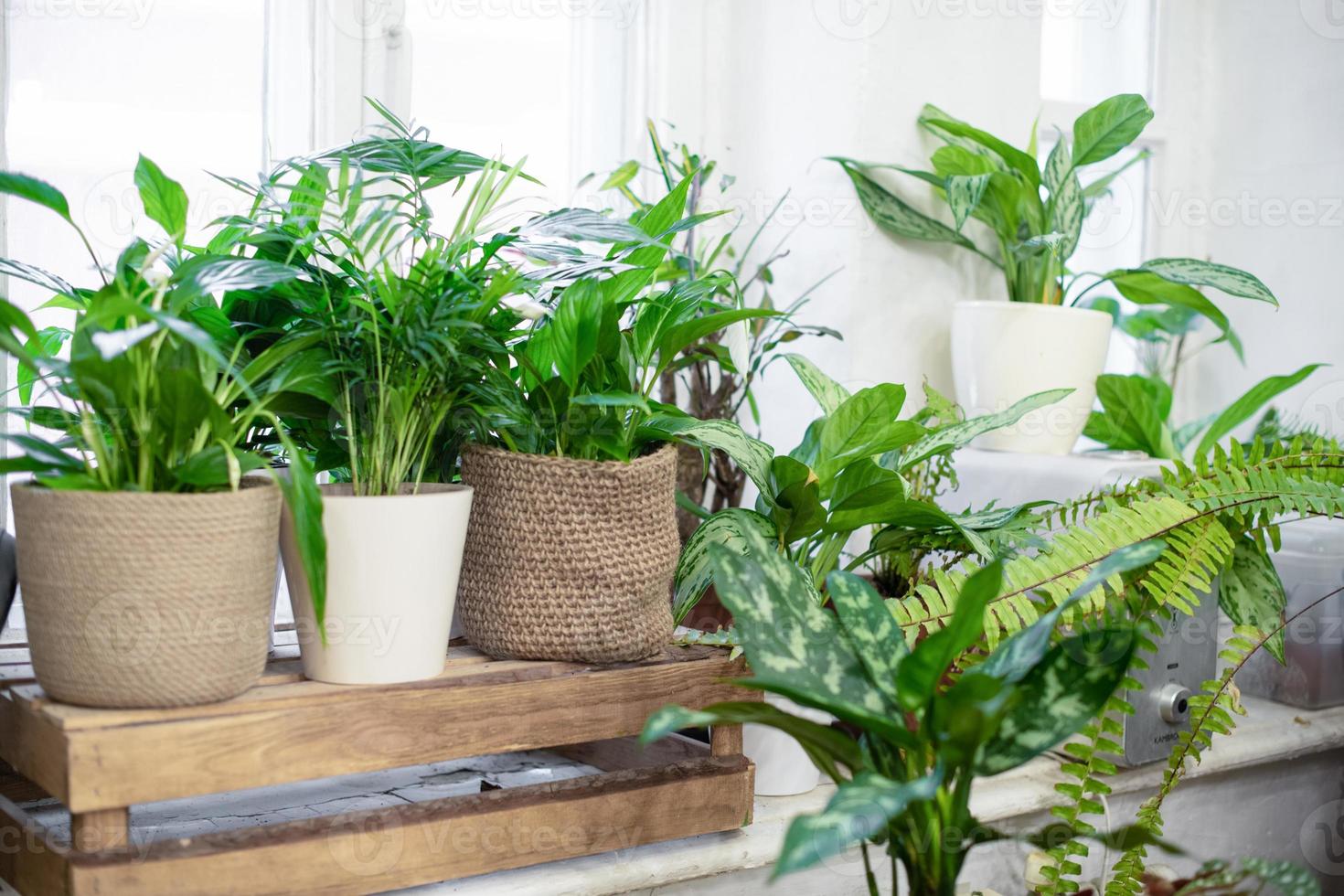House plants in a stylish interior of a room at home in pots. The concept of home gardening. Cozy decor for a home with a home jungle. Green garden. photo