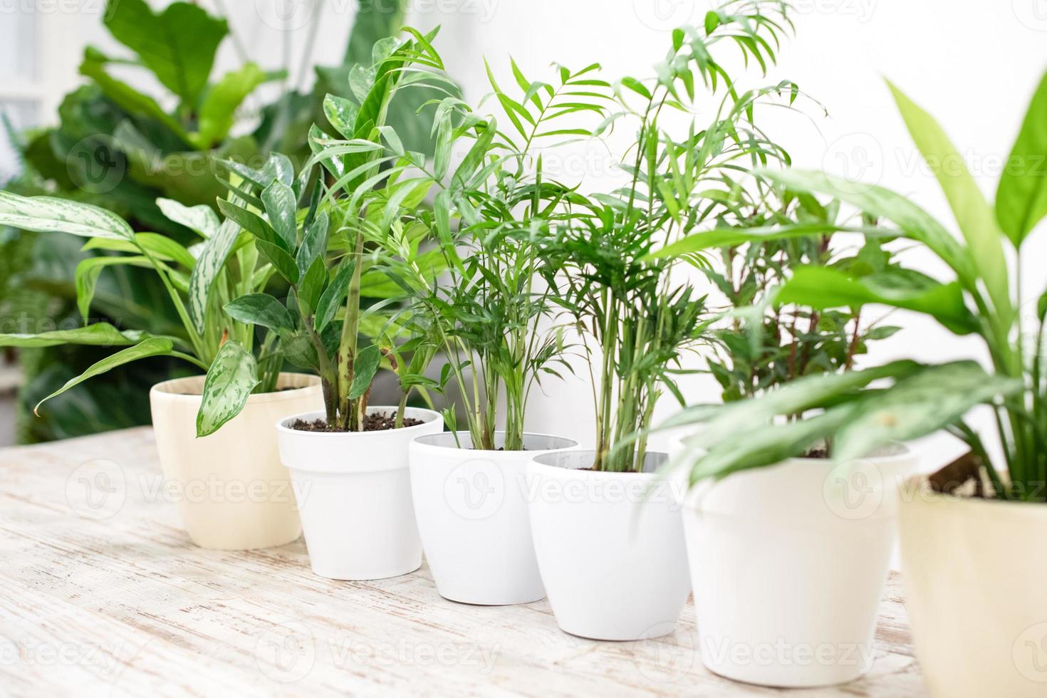 plantas de interior en un elegante interior de una habitación en casa en macetas. el concepto de jardinería doméstica. decoración acogedora para un hogar con una jungla casera. jardín verde. foto