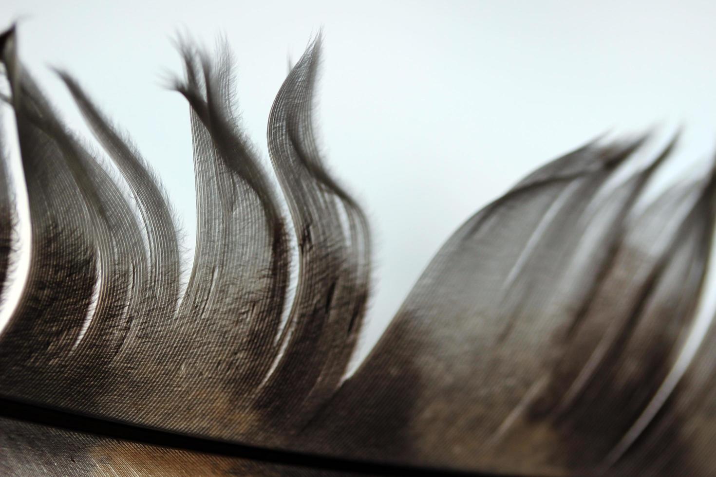 pluma marrón sobre fondo borroso foto