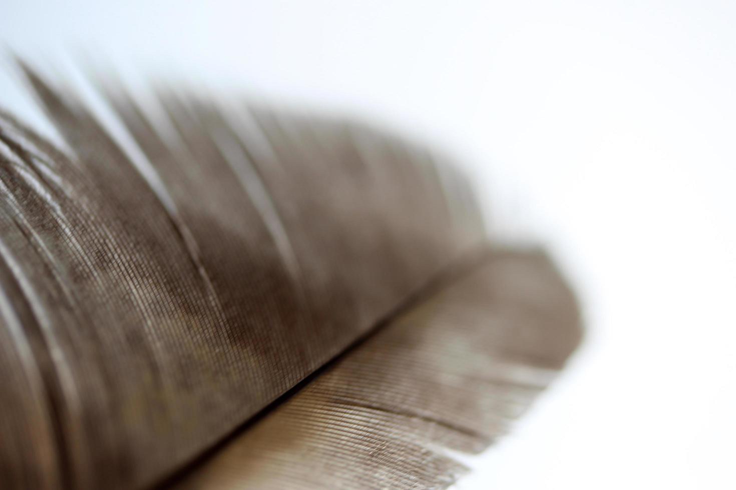 Brown Feather on white background photo