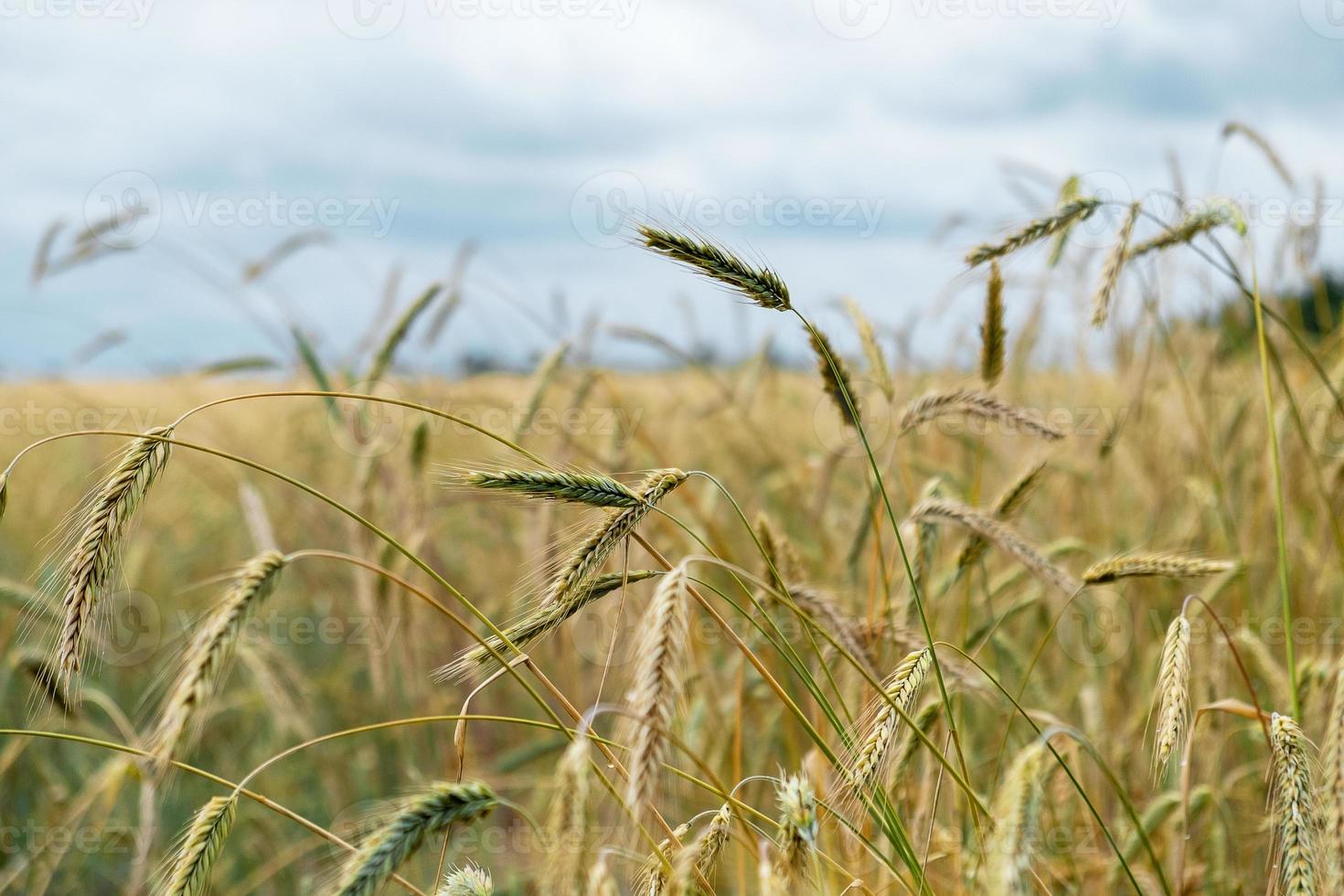 Ripening ears of wheat in a field photo