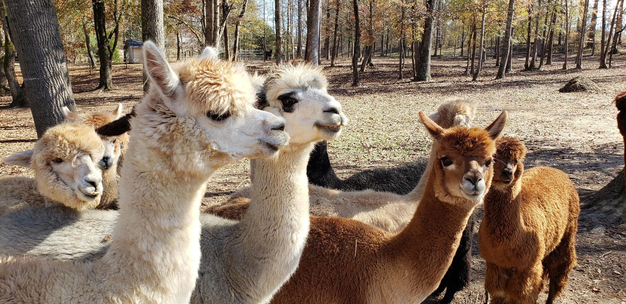 las chicas de alpaca foto