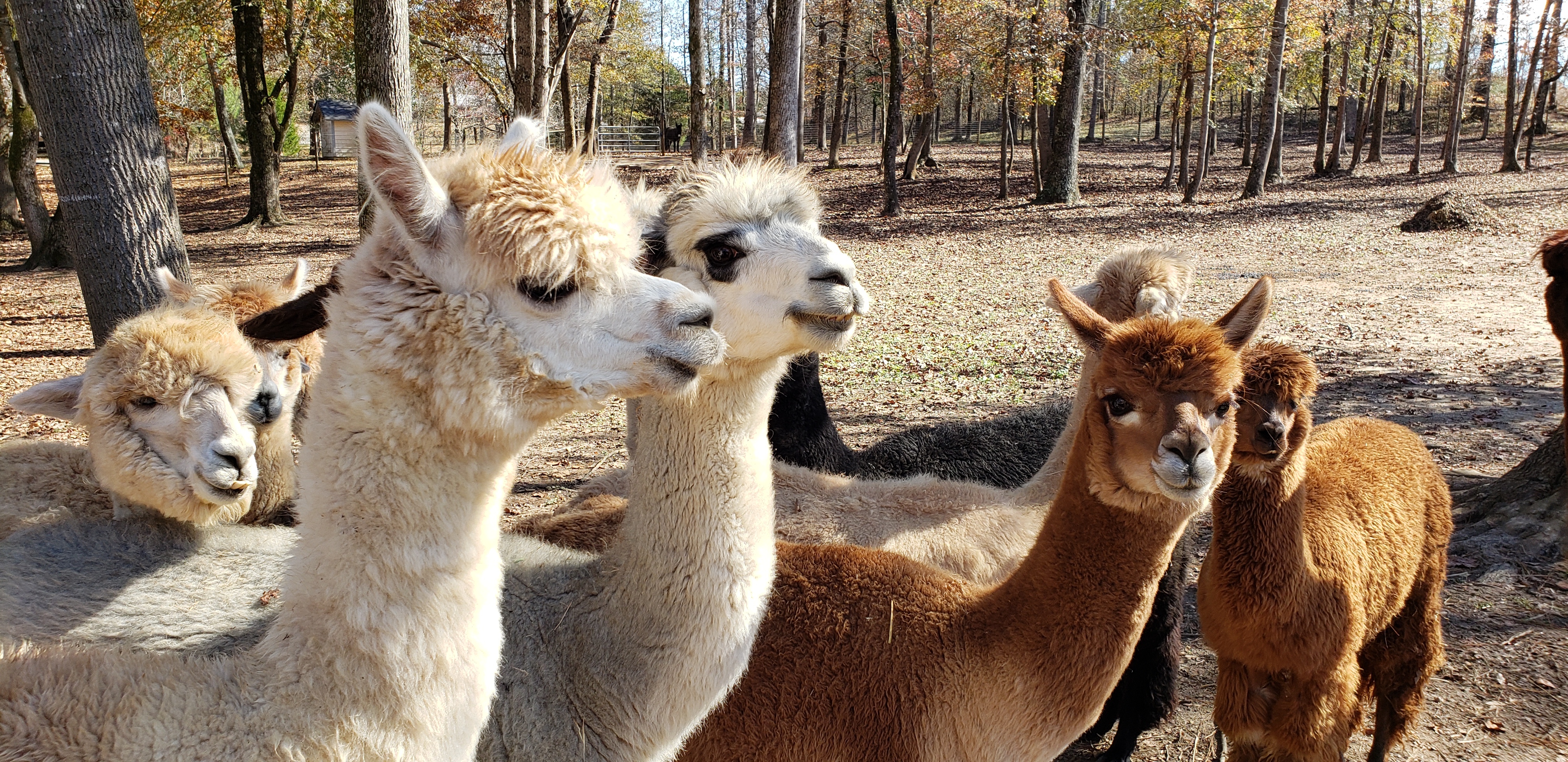 Alpaca Imágenes, Fotos y Fondos de pantalla para Descargar Gratis Alpaca Imágenes, Fotos y Fondos de pantalla para Descargar Gratis