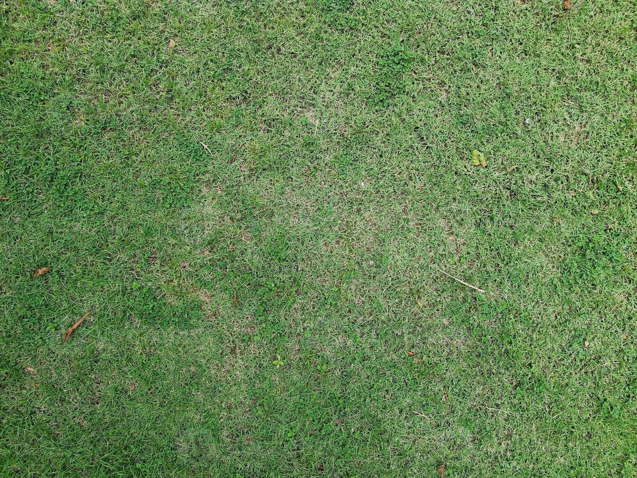 Green grass texture background photo