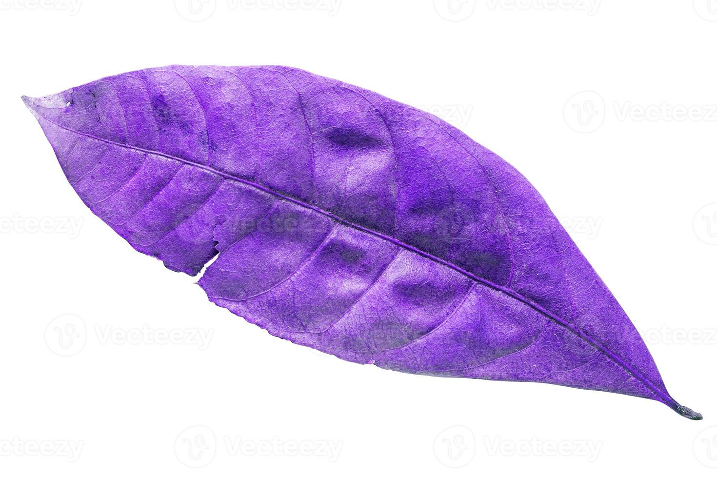 abstract purple dry leaves isolated on a white background tropical dry leaves clipping path. photo