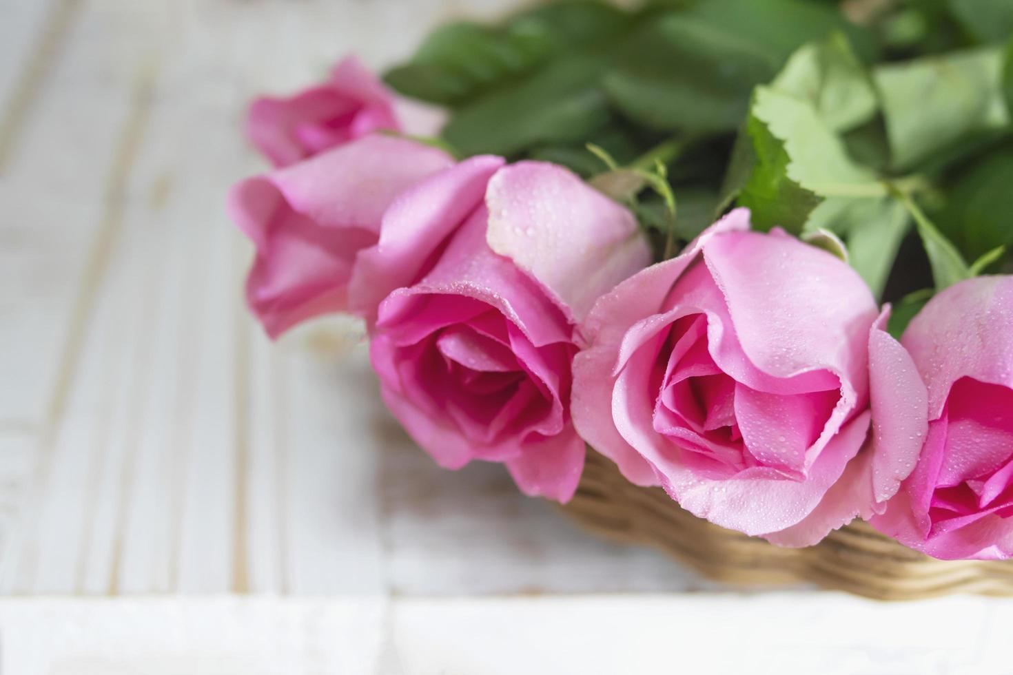 Pink fresh rose over white wooden background - colorful background concept photo