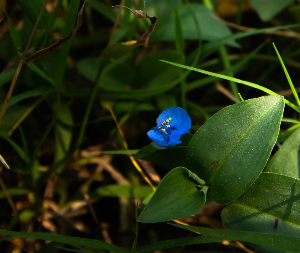 tumbuhan mentiroso commelina tumbuh di pinggir sungai foto