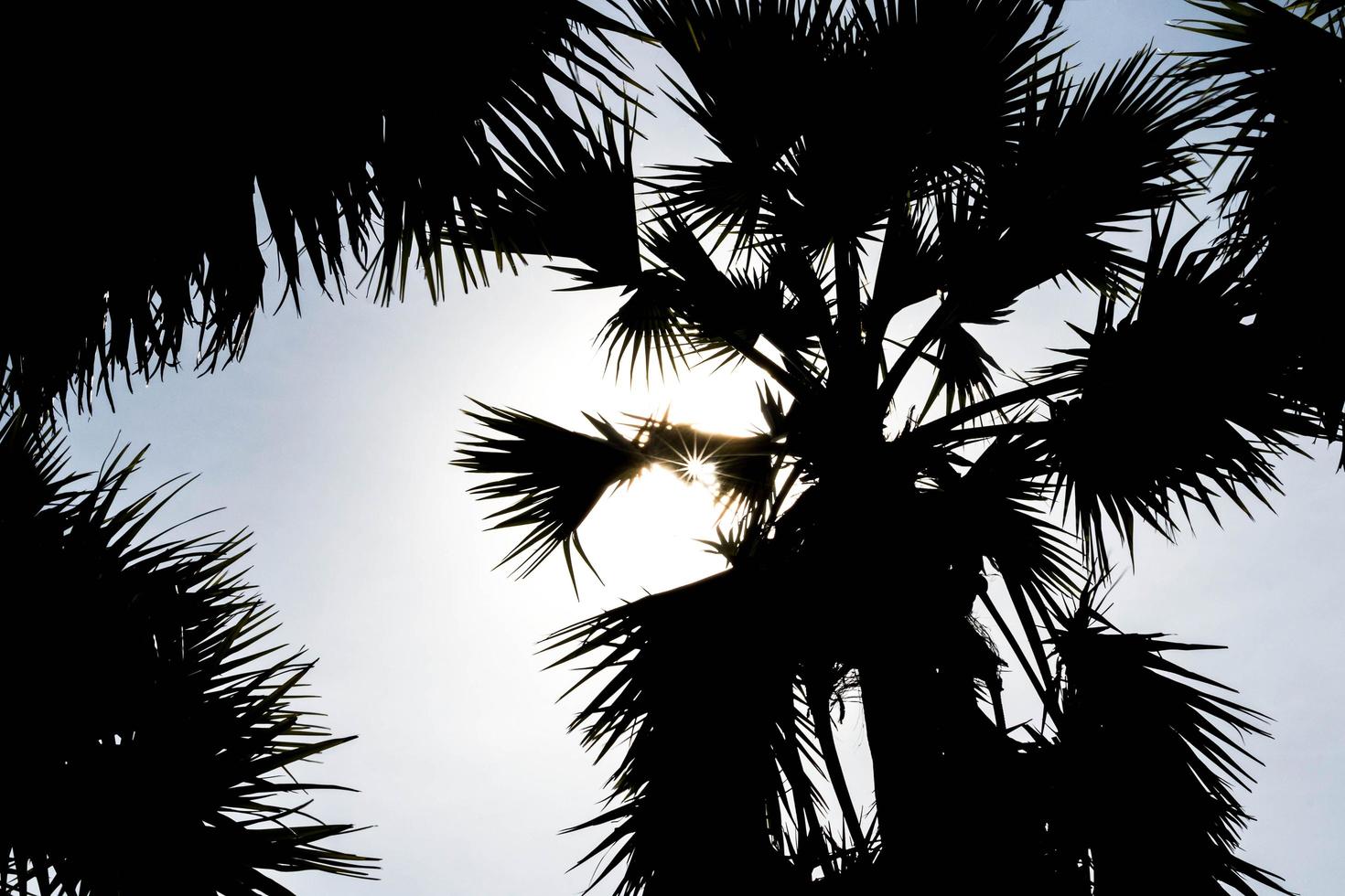dark sugar palm photo