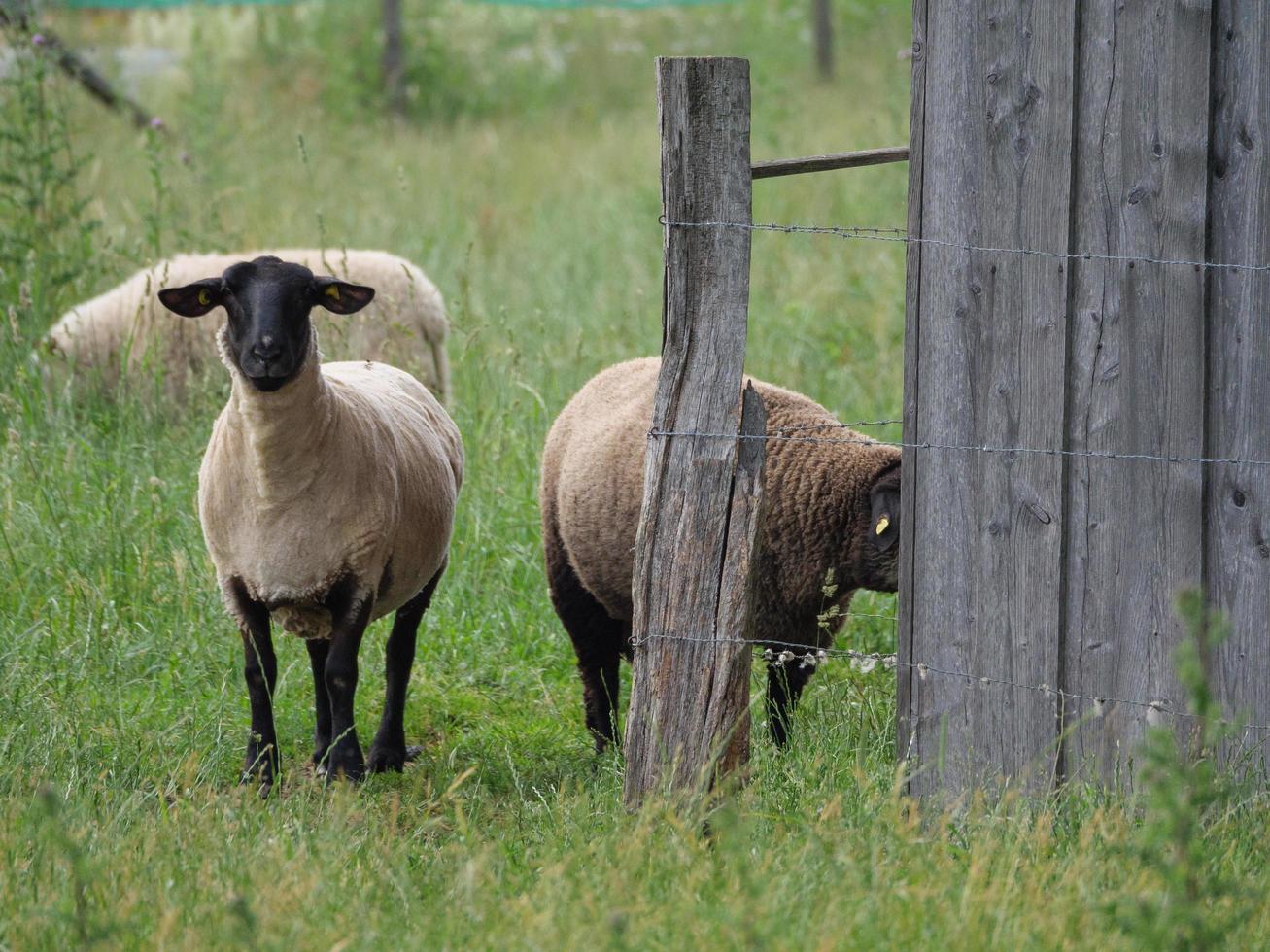 sheeps on a field in germany photo