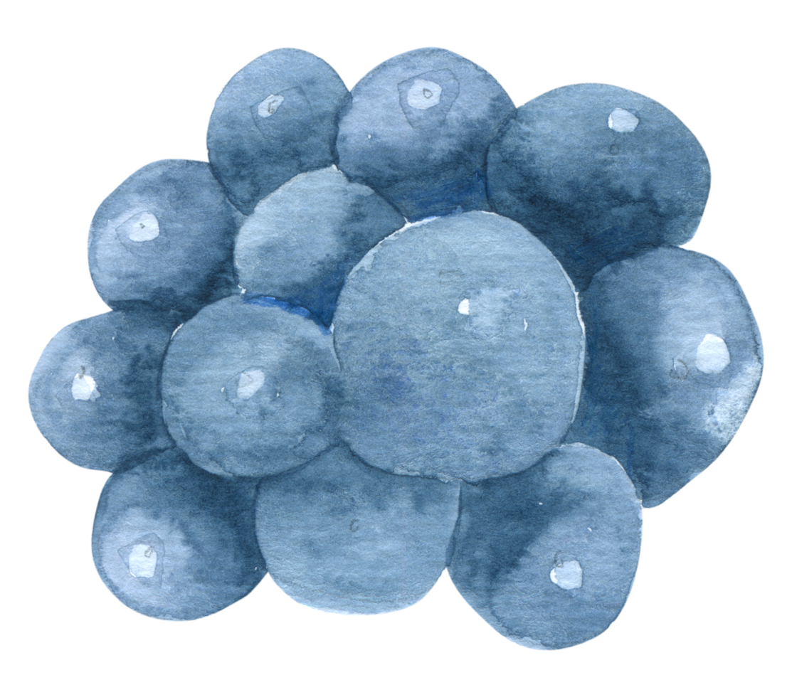 Blueberry watercolor hand paint png