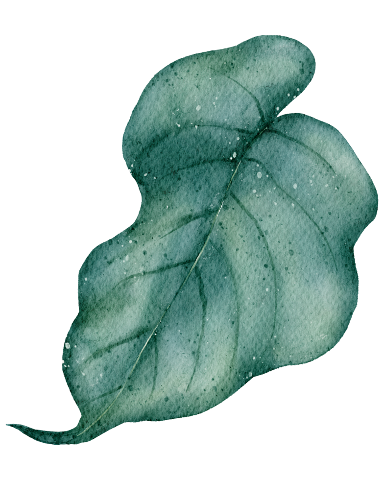 aquarelle élément feuille png