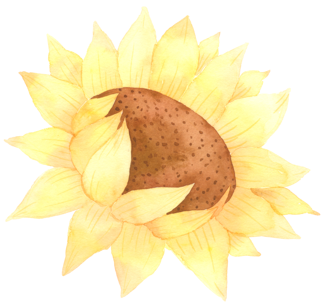 Sonnenblumen-Aquarell-Handfarbe png