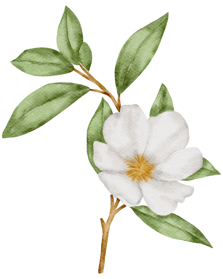 White flower watercolor png