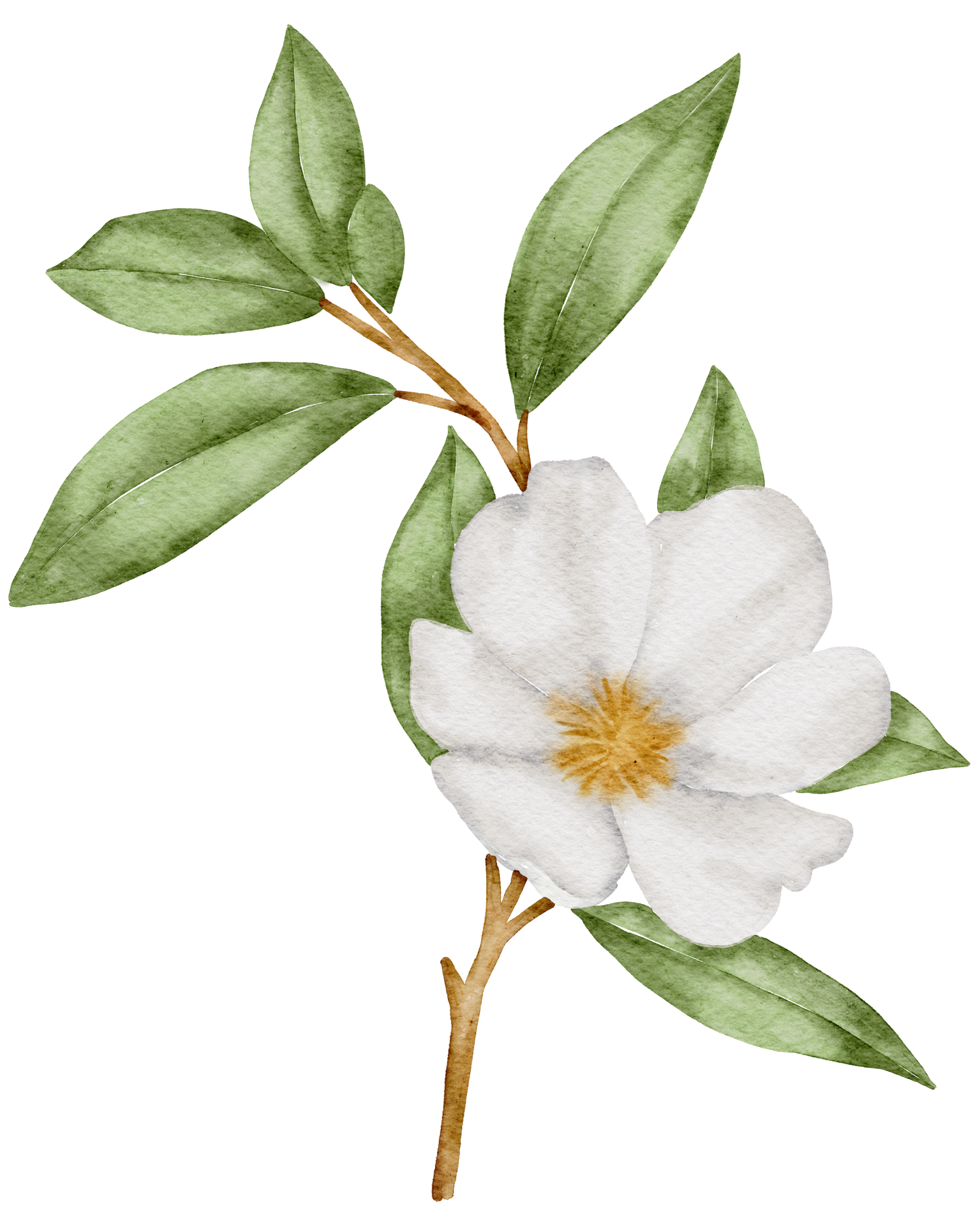 White flower watercolor 10218788 PNG